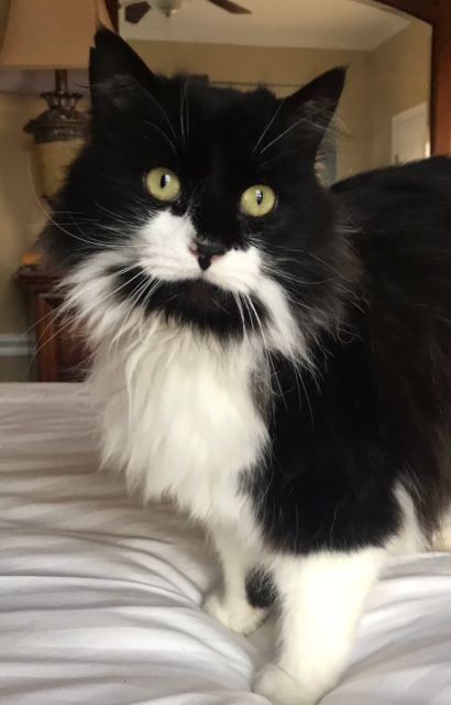 2) Sylvester.jpg